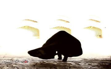 تصاویر دیدنی از ضیافت همدلی و محبت در مقبره علامه مجلسی