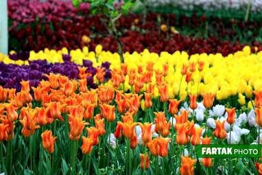 گزارش تصویری از پیاده راه لاله برای مادران 