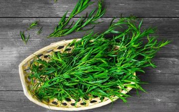 آشنایی با خواص گیاه ترخون