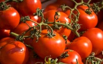 از کاهش قیمت گوجه سبز تا نرخ مصوب گوجه فرنگی 
