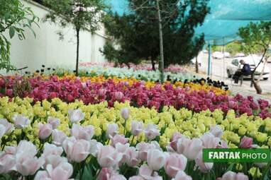 گزارش تصویری از پیاده راه لاله برای مادران 