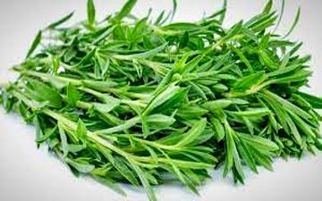 این گیاه نفخ و ضعف معده را رفع می کند 