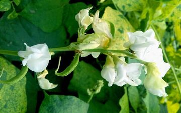 آلرژی غذایی و درمانی گیاهی