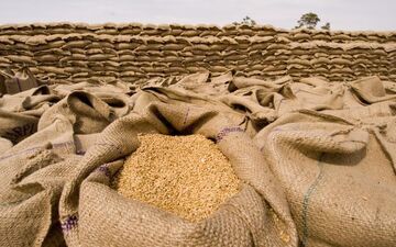 قیمت خرید تضمینی گندم تعیین شد