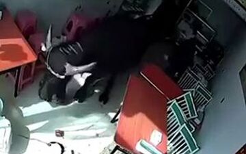 
حمله وحشتناک گاو خشمگین به زن قرمزپوش+فیلم