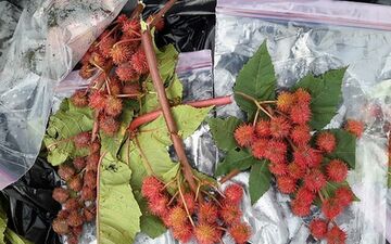 این سیب ها شیطانی هستند+جزئیات