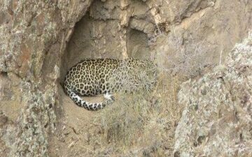 مشاهده یک قلاده پلنگ در منطقه شکار ممنوع بدیل بهبهان+ تصاویر