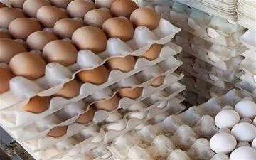 کشف 5000 شانه تخم‌مرغ فاقد مجوز و غیربهداشتی در کرج 