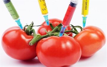 عوارض  محصولات تراریخته برای سلامتی
