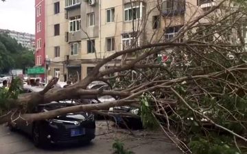 لحظه وحشتناک سقوط درخت روی یک راننده+فیلم