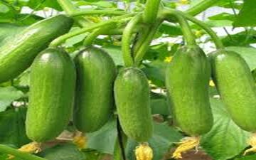 بهترین میوه برای تصفیه خون