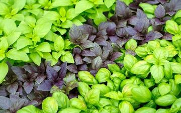 برخی از خواص ریحان و فواید درمانی آن