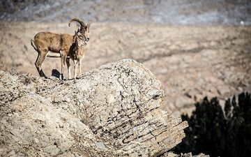 کشف لاشه ۱۶۰ رأس قوچ و میش اوریال در پارک ملی گلستان؛ علت در دست بررسی است