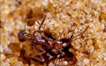 استفاده هوشمندانه عنکبوت اسپور از شن برای شکار مورچه