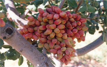 ایران و آمریکا در بازار پسته جهان با هم رقابت دارند