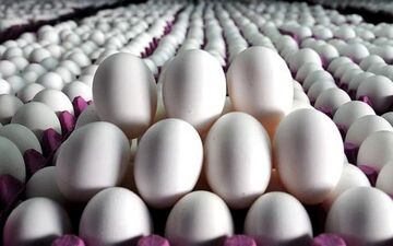 آخرین خبرها از اصلاح قیمت تخم مرغ ؛ تخم مرغ گران می شود؟ | جدیدترین قیمت‌ها را ببینید