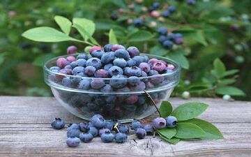 گیاهی برای درمان عفونت‌های معده