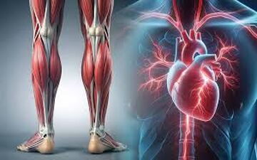 ما بجز قلب پمپ دیگری هم در بدن داریم؟