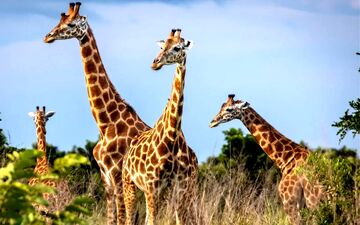 راز تازه حیات وحش آفریقا؛ تفاوت زرافه‌ها به بزرگی تفاوت خرس قهوه‌ای و قطبی