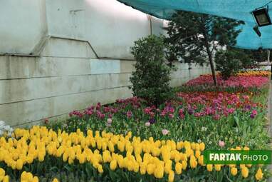 گزارش تصویری از پیاده راه لاله برای مادران 