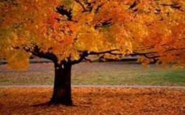 توصیه های غذایی طب سنتی در فصل پاییز