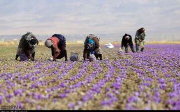 ایجاد بازار بورس برای گرانترین ادویه جهان در فاروج