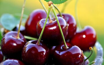 مراقب آلرژی به گیلاس باشید
