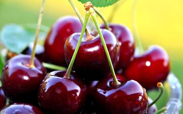مراقب آلرژی به گیلاس باشید