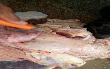 امحاء لاشه یک رأس گاو در کشتارگاه گیلانغرب
