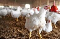جدیدترین نرخ انواع مرغ در بازار امروز ۲۳ شهریور