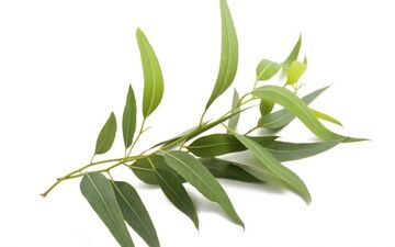 تسکین علائم سرماخوردگی با این گیاه