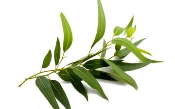 تسکین علائم سرماخوردگی با این گیاه