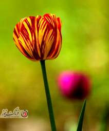  باغ ایرانی  بوستان  لاله های رنگین 