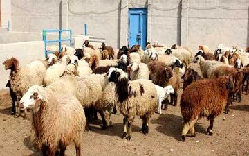 احشام مسروقه با تلاش ماموران پلیس در سراب نیلوفر کرمانشاه کشف شد