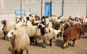 احشام مسروقه با تلاش ماموران پلیس در سراب نیلوفر کرمانشاه کشف شد