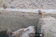 ثبت نخستین مشاهده پرنده زردپره راه‌راه در خراسان جنوبی 