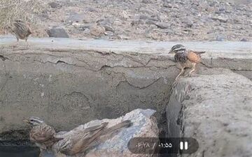 ثبت نخستین مشاهده پرنده زردپره راه‌راه در خراسان جنوبی 
