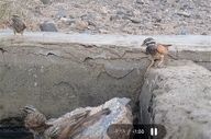 ثبت نخستین مشاهده پرنده زردپره راه‌راه در خراسان جنوبی 