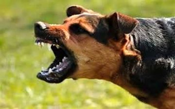 هشدار| مردم به حیوانات ولگرد غذا ندهند