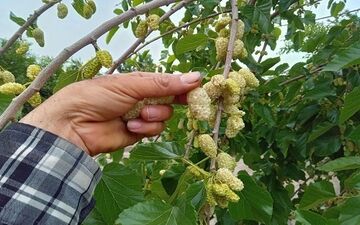 هشدار به شهروندان؛ مصرف توت درختان خیابانی ممنوع