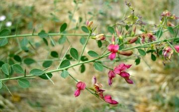 آشنایی با خواص دارویی ترنجبین