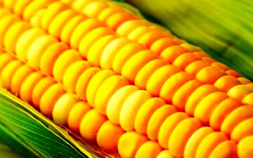 تبدیل ذرت‌های آلوده به الکل؛ممکن است؟