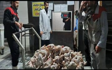  خارج شدن 360 کیلوگرم مرغ فاسد از چرخه مصرف در استان کرمانشاه