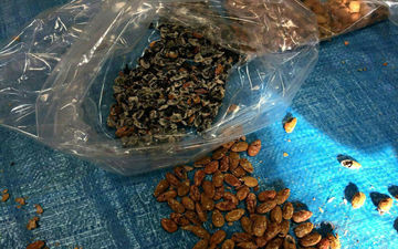جاسازی تریاک به‌جای مغز تخمه ژاپنی!+عکس