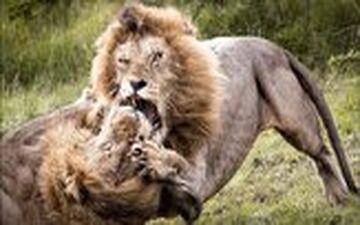 پنجه به پنجه شدن خونین ۲ شیر نر بر سر قدرت نمایی