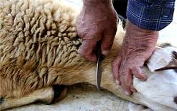 محمدی فرد: امسال به دلیل شیوع ویروس کرونا در هیچ محله‌ای ذبح گوسفند نداریم