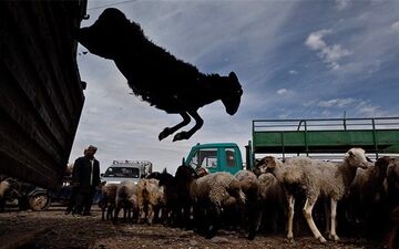  مقابله با قاچاق دام عشایر به کمک کارت هوشمند از ابتدای شهریور