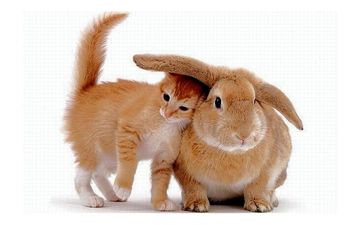 بیماری هایی که حیوانات خانگی با خود به ارمغان می آورند!