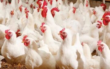چرا قیمت مرغ به شدت افزایش یافته است؟