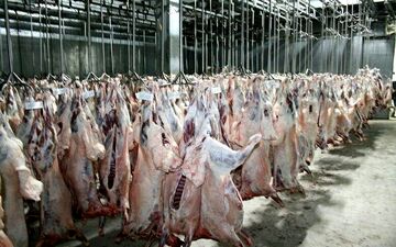 تأکید بر ساخت کشتارگاه های منطقه ای صنعتی و استاندارد در کرمان